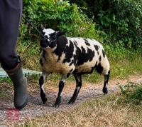 6MO PEDIGREE DUTCH SPOTTED RAM LAMB - 2