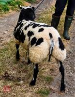6MO PEDIGREE DUTCH SPOTTED RAM LAMB - 3