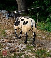 6MO PEDIGREE DUTCH SPOTTED RAM LAMB - 4