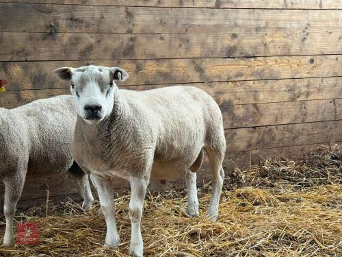 2YO TEXEL RAM