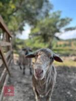 7YO PEDIGREE SAXON MERINO RAM - 3