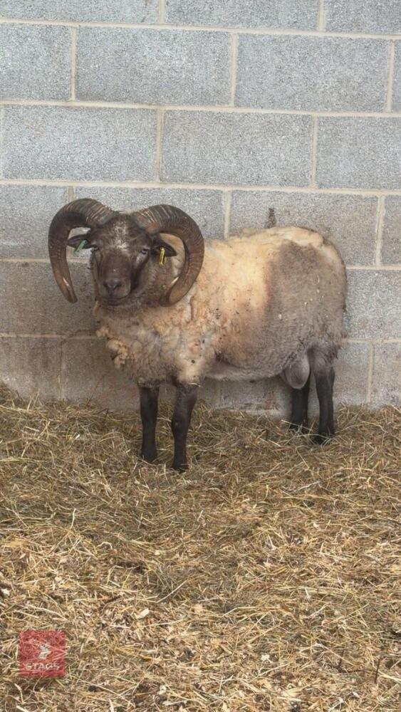 3YO PEDIGREE SHETLAND RAM