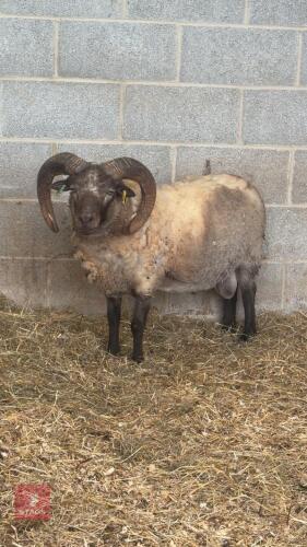 3YO PEDIGREE SHETLAND RAM