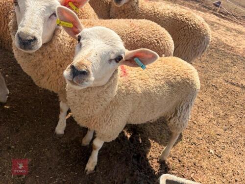 6MO TEXEL X RAM