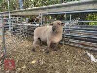 PEDIGREE 4T DORSET RAM