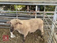 PEDIGREE 4T DORSET RAM - 2