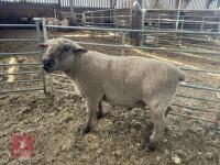 PEDIGREE 4T DORSET RAM - 3