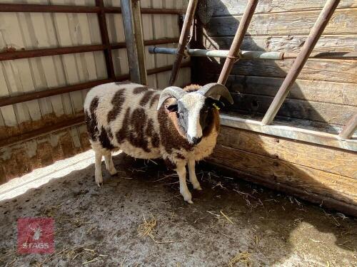 5MO JACOB RAM LAMB