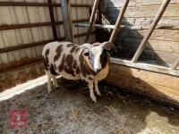 5MO JACOB RAM LAMB