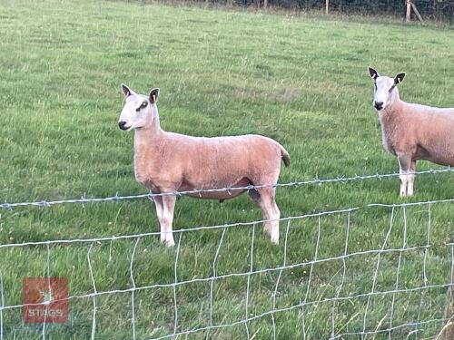 BLUE FACED LEICESTER SHEARLING RAM