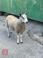 BLUE FACED LEICESTER SHEARLING RAM - 2