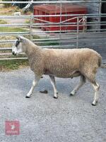 BLUE FACED LEICESTER SHEARLING RAM - 4