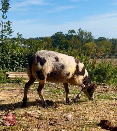 2YO PEDIGREE DUTCH SPOTTED EWE