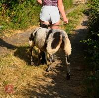 2YO PEDIGREE DUTCH SPOTTED EWE - 2