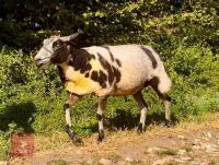 2YO PEDIGREE DUTCH SPOTTED EWE - 3