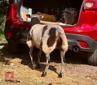 2YO PEDIGREE DUTCH SPOTTED EWE - 4
