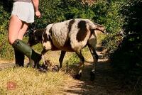 2YO PEDIGREE DUTCH SPOTTED EWE - 5