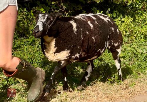 2YO PEDIGREE DUTCH SPOTTED EWE