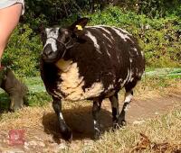 2YO PEDIGREE DUTCH SPOTTED EWE - 2