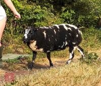 2YO PEDIGREE DUTCH SPOTTED EWE - 3