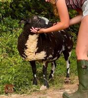 2YO PEDIGREE DUTCH SPOTTED EWE - 4