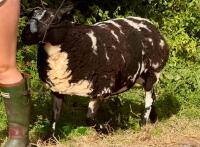 2YO PEDIGREE DUTCH SPOTTED EWE - 5