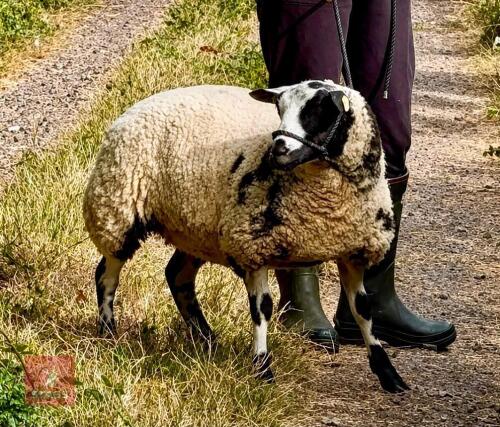 6MO PEDIGREE DUTCH SPOTTED EWE LAMB