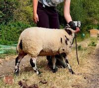 6MO PEDIGREE DUTCH SPOTTED EWE LAMB - 2