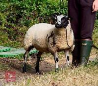 6MO PEDIGREE DUTCH SPOTTED EWE LAMB - 3