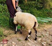 6MO PEDIGREE DUTCH SPOTTED EWE LAMB - 4