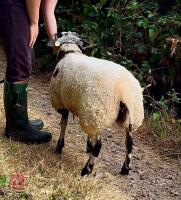 6MO PEDIGREE DUTCH SPOTTED EWE LAMB - 5