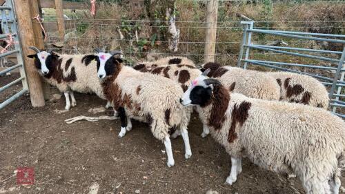 7 JACOB EWE LAMBS - BIDS PER LIFE