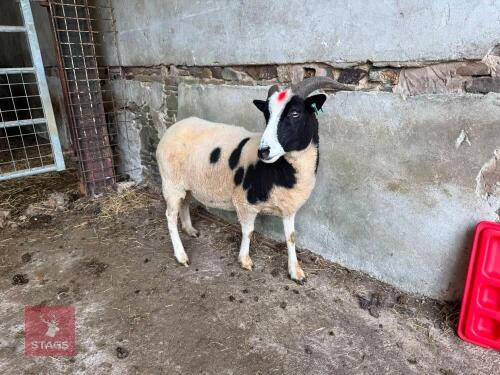 2 JACOB SHEARLING EWES - BIDS PER LIFE