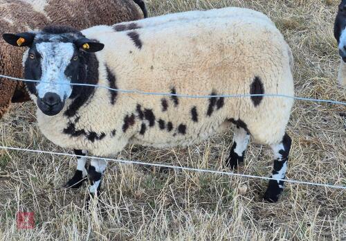 2YO PEDIGREE DUTCH SPOTTED EWE