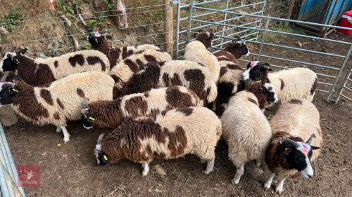 12 JACOB WETHER LAMBS - BIDS PER LIFE