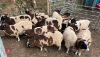 12 JACOB WETHER LAMBS - BIDS PER LIFE