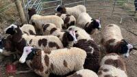 12 JACOB WETHER LAMBS - BIDS PER LIFE - 2