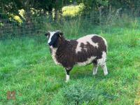 12 JACOB WETHER LAMBS - BIDS PER LIFE - 3