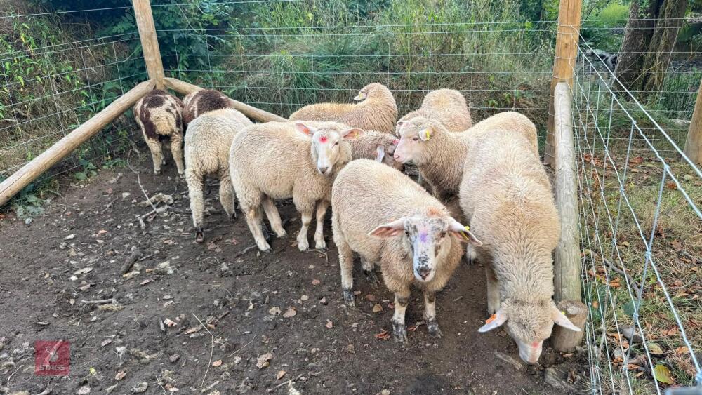 10 MERINO X WETHER LAMBS - BIDS PER LIFE