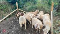 10 MERINO X WETHER LAMBS - BIDS PER LIFE - 2
