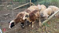 10 MERINO X WETHER LAMBS - BIDS PER LIFE - 3