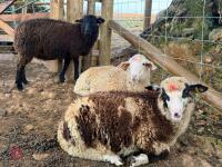 10 MERINO X WETHER LAMBS - BIDS PER LIFE - 4