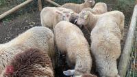 10 MERINO X WETHER LAMBS - BIDS PER LIFE - 5