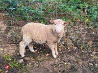 10 MERINO X WETHER LAMBS - BIDS PER LIFE - 6