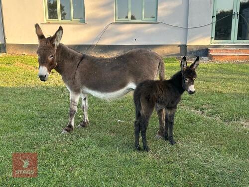11YO JENNY & JENNY FOAL AT FOOT - BIDS PER LIFE