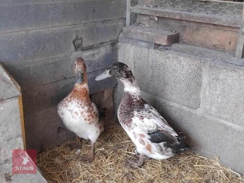 PAIR OF WELSH HARLEQUIN DUCKS - BIDS PER LIFE