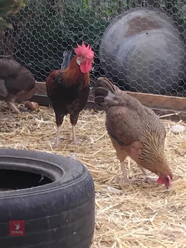 TRIO OF BROWN LEGHORNS - BIDS PER LIFE