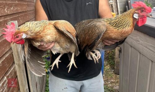 2 BROWN LEGHORN PULLETS - BIDS PER LIFE