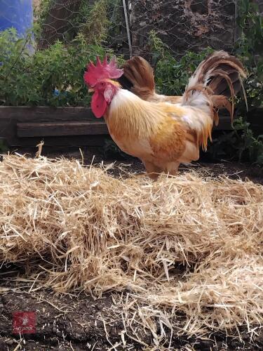 PAIR OF BUFF LEGHORNS - BIDS PER LIFE