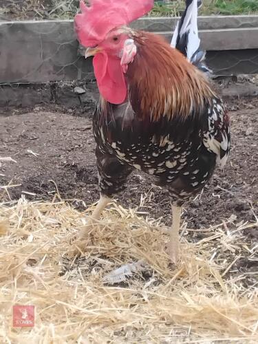 PAIR OF RED MOTTLED LEGHORNS - BIDS PER LIFE